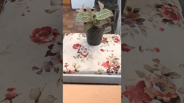 Pink Nerve Plant / Fittonia Albivenis Time Lapse