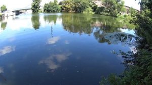 Рыбалка, жерех на вертушку от Мепса Spinner Aglia жолтый, второй номер.