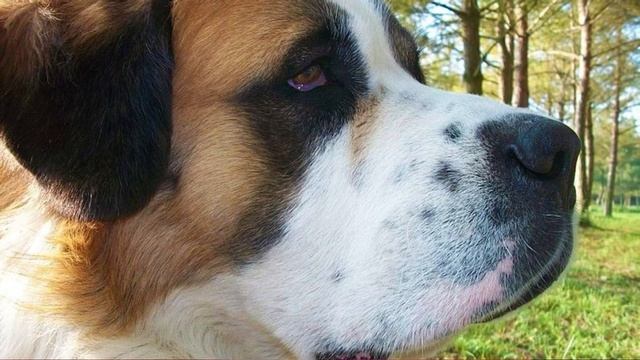 Moscow Watchdog Dog Breed - Facts and Information смотреть онлайн