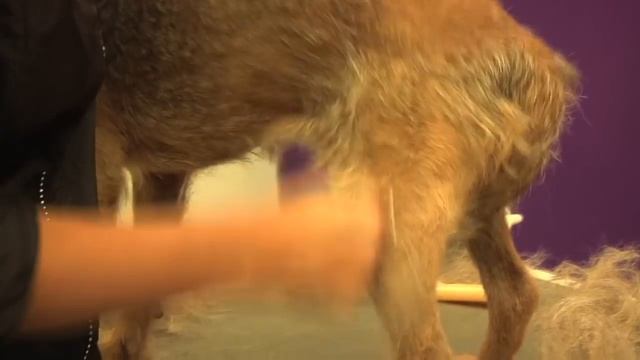 Grooming Guide - Border Terrier Handstrip - Pro Groomer смотреть онлайн