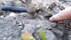 Слаборослые саженцы на сильных корнях. Что может Интеркалярна вставка?