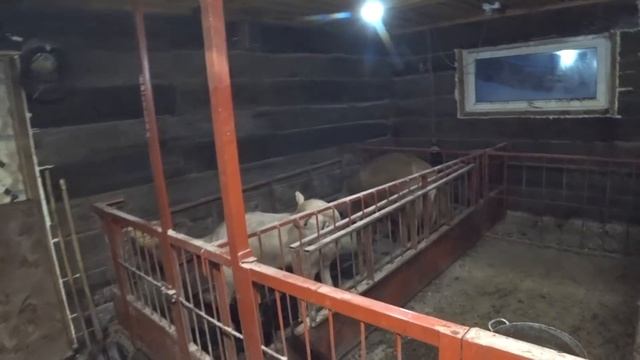 Секрет хорошего аппетита у поросят смотреть онлайн