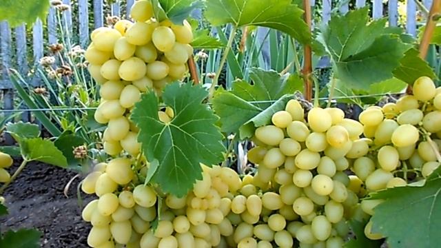 ВИНОГРАД АРКАДИЯ. УРОЖАЙ 2018 ГОДА смотреть онлайн