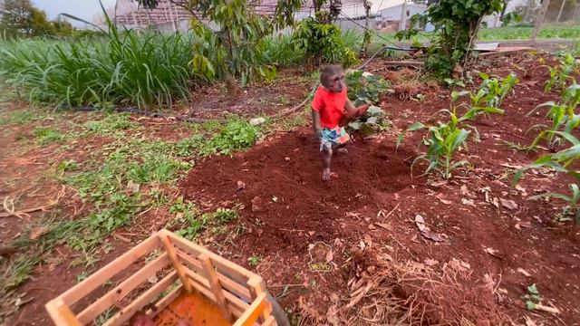 YoYo Jr takes the goat to harvest sweet potatoes and the surprise