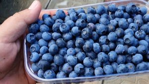 Голубика Блюкроп и Норленд первый урожай.