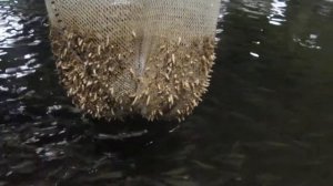 видео опарыш