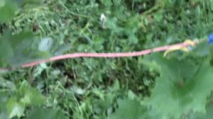 Виноград люсиль и изумление(Билаш) на 18.07.18г