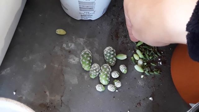 New cacti  succulents- How I mix my soil- Transplanting tips- Acclimating