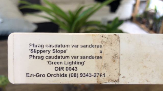 Slipper Orchids experiment 12 days in смотреть онлайн