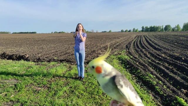 свободный полет попугая Кореллы.Гучи на свободном полете на улице .3. смотреть онлайн