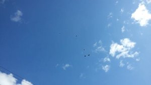 Голуби серпастые, в гостях у Михаила Клепикова, с-з Кряж, г. Самара, Олег Костяков.