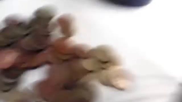 Чистка ходячки Медно никелевая в аммиакате 1 смотреть онлайн