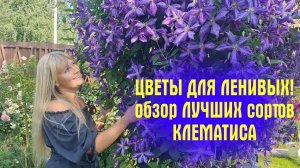 ЦВЕТУТ СТЕНОЙ! ЛЮБИМЫЕ ЦВЕТЫ! Обзор ЛУЧШИХ сортов КЛЕМАТИСА, которые растут в моём саду