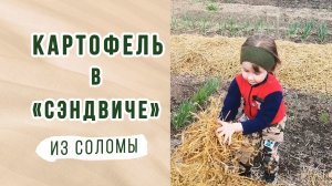 Посадка картофеля новым способом в "сэндвич" из соломы.  Эксперимент.