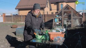 Укоренение черенков роз. Как правильно размножать розы? Черенкование роз осенью