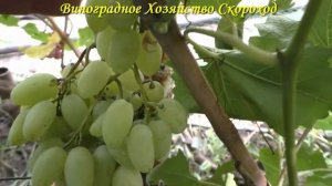 Виноград 2022. Белая акация - сигналка