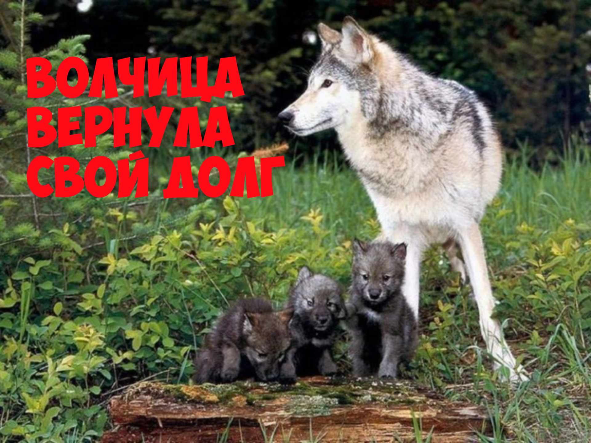Многие звери хорошо. Волк, волчица, волчата – Волчье Логово,. Волк волчица и Волчонок. Волк Долины Маккензи фото. Звери леса.