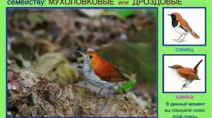 Соловей. Голоса птиц