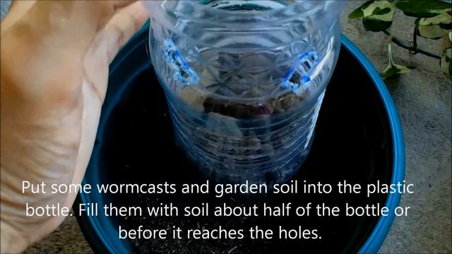 DIY Christmas Plant Decor Using Fireball Bromeliad and N'joy Pothos (Philippines-with English Subs) смотреть онлайн