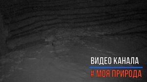 Снято на фотоловушку #8