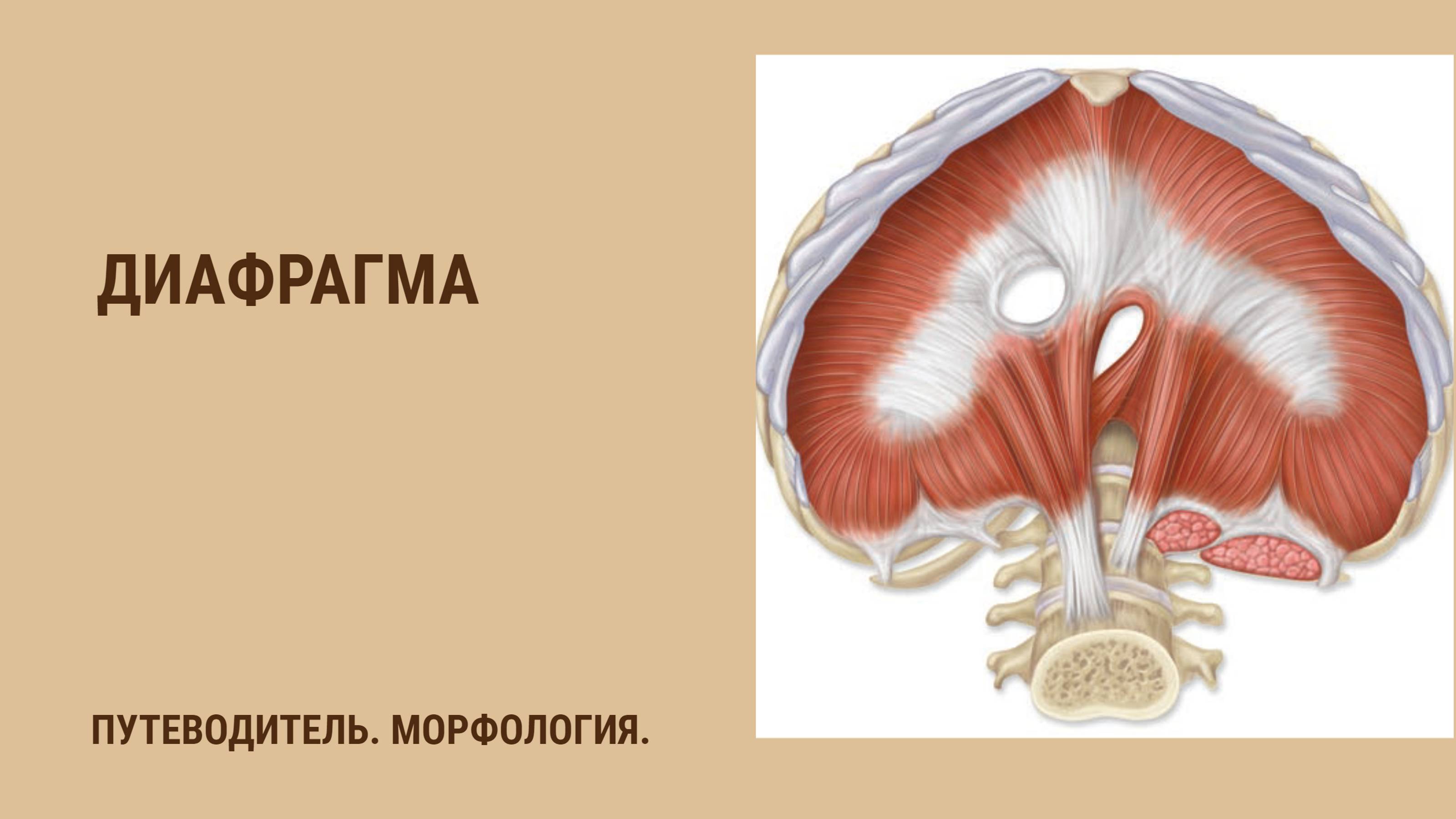 Диафрагма. Строение. Слабые места.