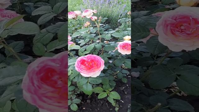 ?Цветочный  Рай ?Роза Розоман Жанон,  Джубили Селебрейшен !?