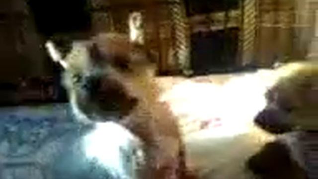 Щенки китайской хохлатой.3gp