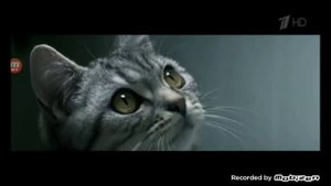 whiskas реклама 2019