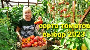 Непростой выбор ЛУЧШИЕ СОРТА ТОМАТОВ для теплицы. Рассада 2023.