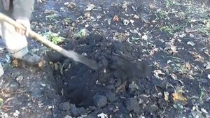 Садим капустные кочерыжки на семена