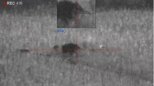 Огромное стадо диких кабанов.Мечта охотника.