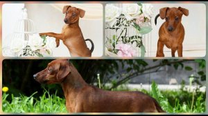 Роды собаки, цвергпинчер Дизи / Childbirth of a dog, miniature pinscher