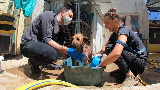 История щенка по имени Уги. Спасение маленького щенка смотреть онлайн