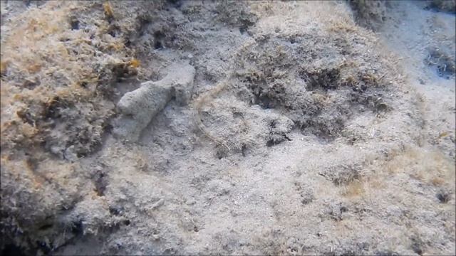 рыбы похожие на змею, самые необычные рыбы видео