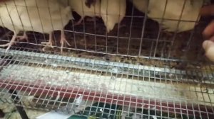 Перепела породы Техас в 45д