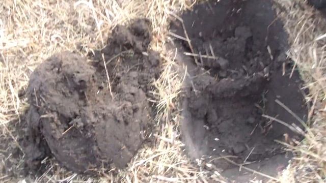 КОП 2022. ОСЕНЬ. Поиск Царских Монет на Старинном Урочище. Закрываем сезон 2022 смотреть онлайн