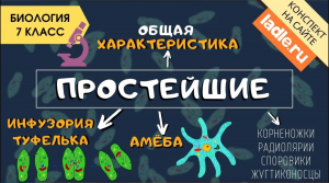 Тип Простейшие. Биология 7 класс. Амеба, инфузория. Одноклеточные организмы. Животные. Эукариоты ЕГЭ