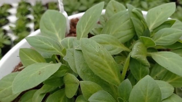 ОБЗОР РАЗВИТИЯ РАЗЛИЧНЫХ СОРТОВ ВЕГЕТАТИВНЫХ АМПЕЛЬНЫХ ПЕТУНИЙ. смотреть онлайн