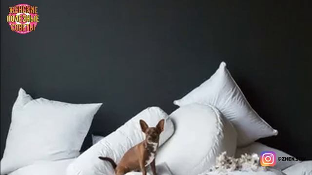 Сэкономьте деньги на химчистку! Вы легко сможете почистить подушки дома! смотреть онлайн