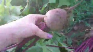 Свекла столовая ДЕТРОЙТ из хозяйства Актогай Агро Павлодарской области Казахстан