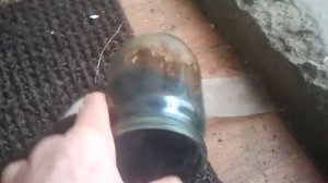 что делать если кот застрял в банке