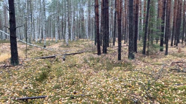 Поздние Грибы в конце октября! Грибы смотреть онлайн