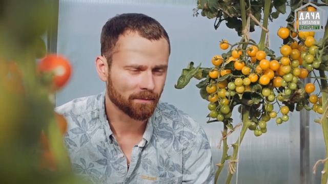 Посев Эустомы  Как избавиться от черных мошек