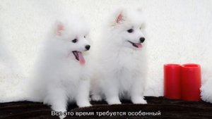 Японский шпиц: описание породы, размеры, характер