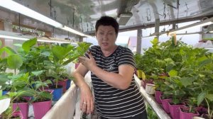 Капиллярные маты, работа в теплице, обрезка и перевалка гортензии. Сортировка….