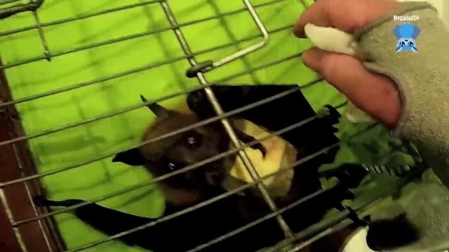 Rescued flying-fox immediate care: this is Nellie смотреть онлайн