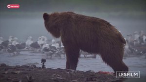 Премьера фильма "Медведи Камчатки. Начало жизни."