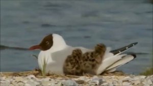 Озерная чайка и интересные факты о ней