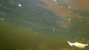 Силиконовые рыбки