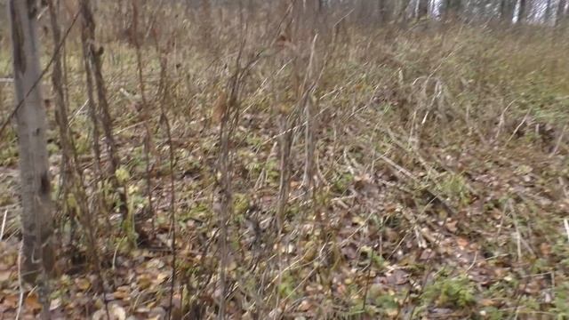 ЧТО СКРЫВАЮТ ИСЧЕЗНУВШИЕ ЛЕСНЫЕ ПОСЕЛЕНИЯ? ?? смотреть онлайн